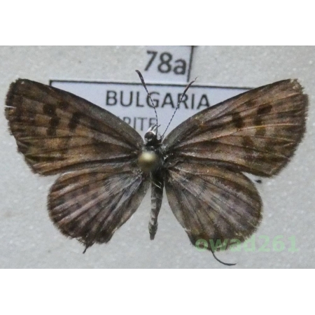 Tarucus balkanica (Freyer, 1844) Bulgaria78a